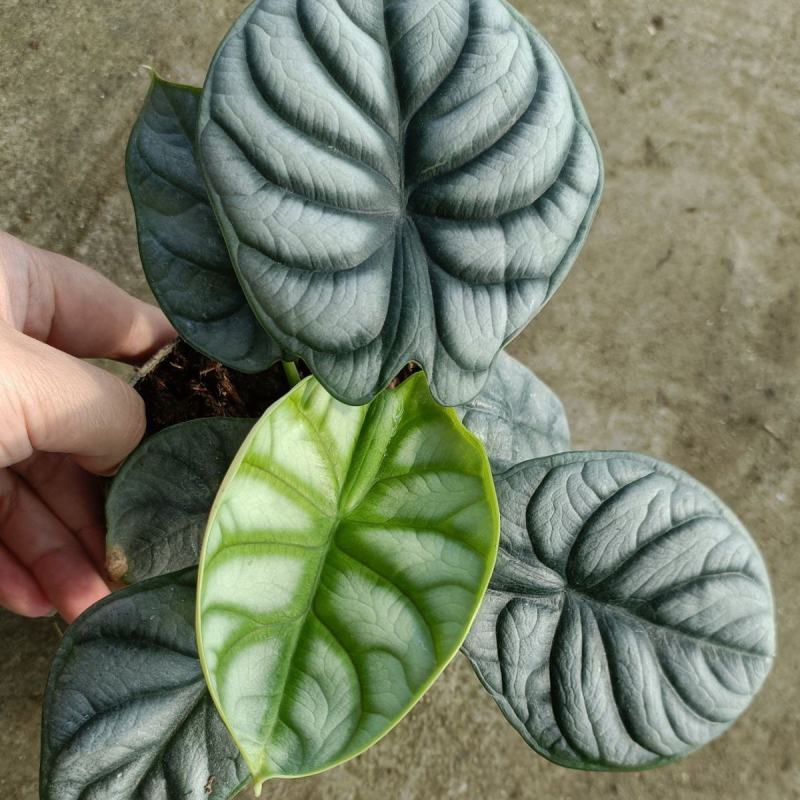 白犀牛海芋卧室盆栽绿植办公室桌面摆件植物花卉含简易盆