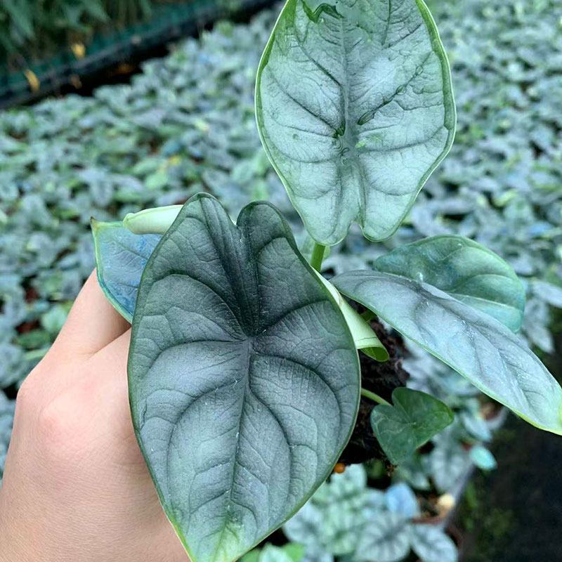 白犀牛海芋卧室盆栽绿植办公室桌面摆件植物花卉含简易盆