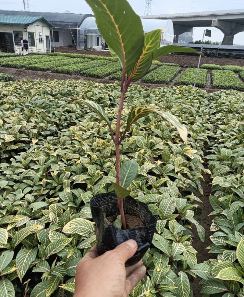 大量出售七斤袋的金脉爵床有须联系我价格优惠