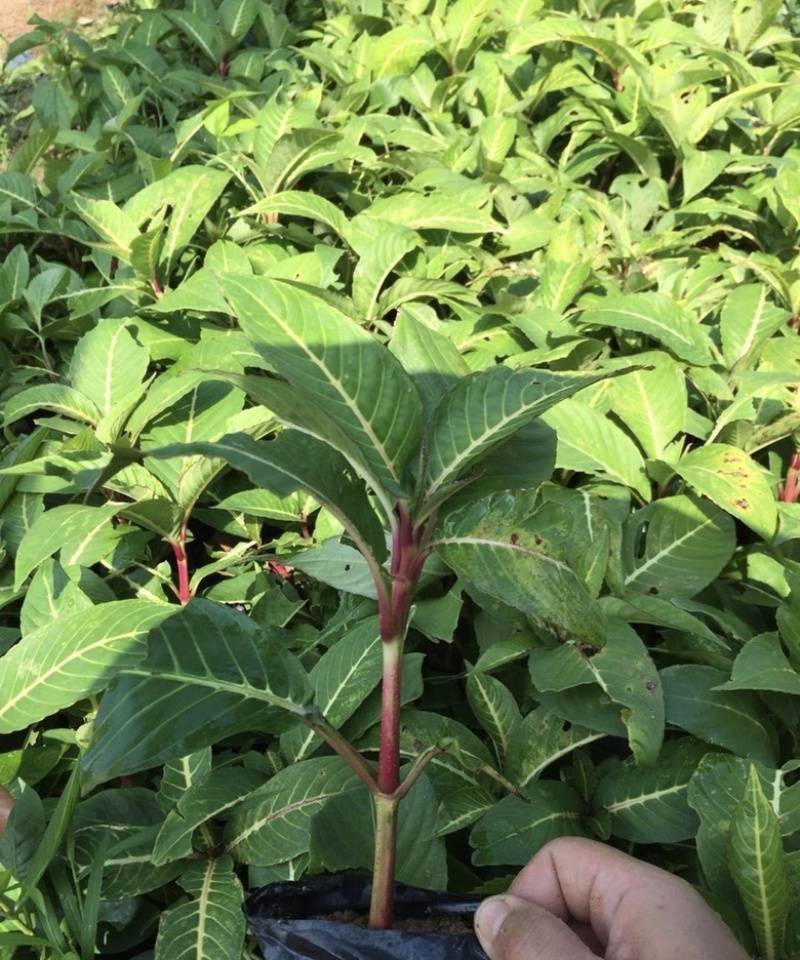 大量出售七斤袋的金脉爵床有须联系我价格优惠