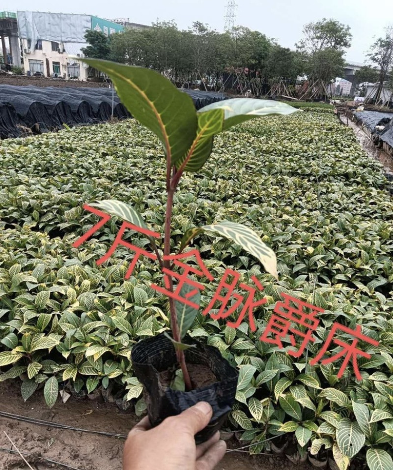 大量出售七斤袋的金脉爵床有须联系我价格优惠