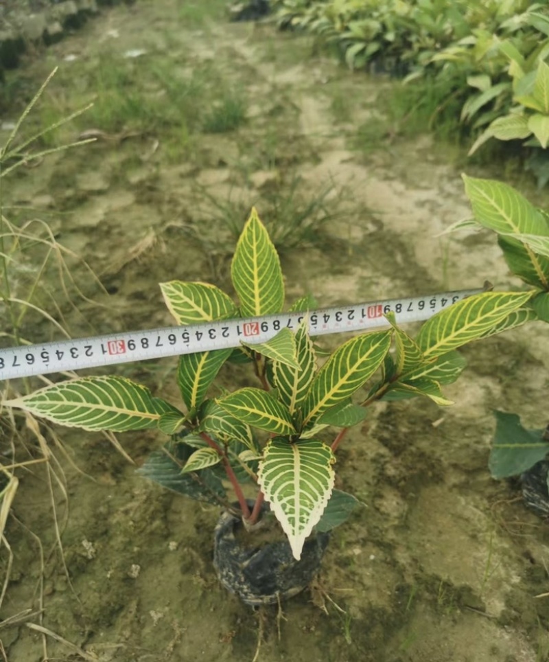 大量出售七斤袋的金脉爵床有须联系我价格优惠