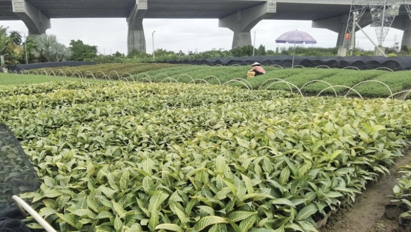 大量出售七斤袋的金脉爵床有须联系我价格优惠