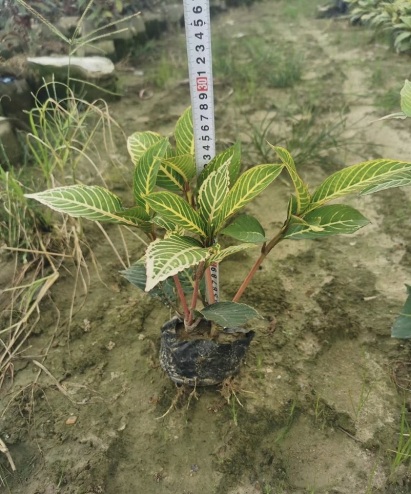 大量出售七斤袋的金脉爵床有须联系我价格优惠