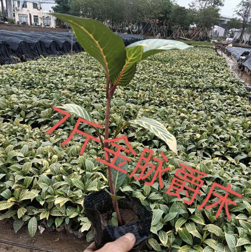 大量出售七斤袋的金脉爵床有须联系我价格优惠