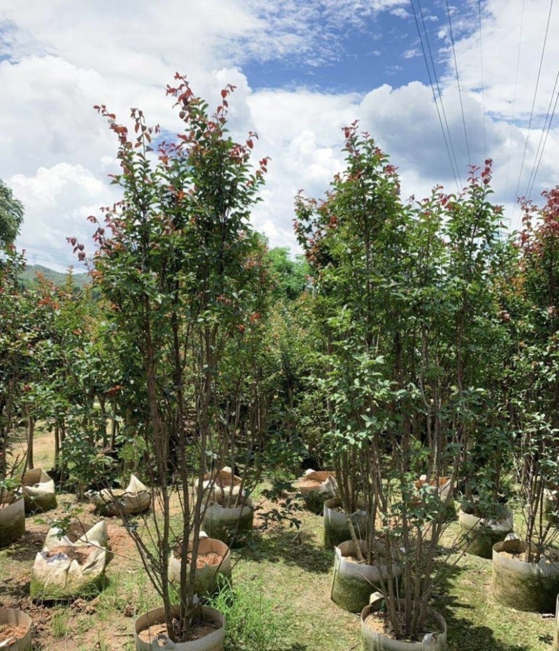 大量出售各种规格的小叶紫薇有须联系我价格优惠