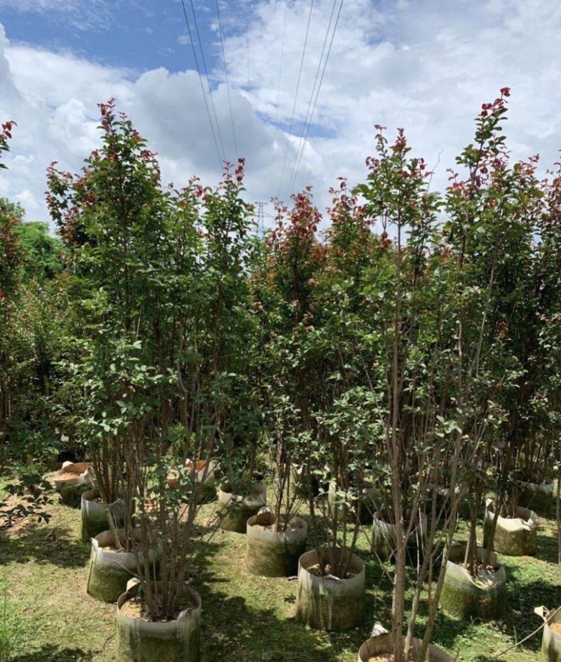 大量出售各种规格的小叶紫薇有须联系我价格优惠