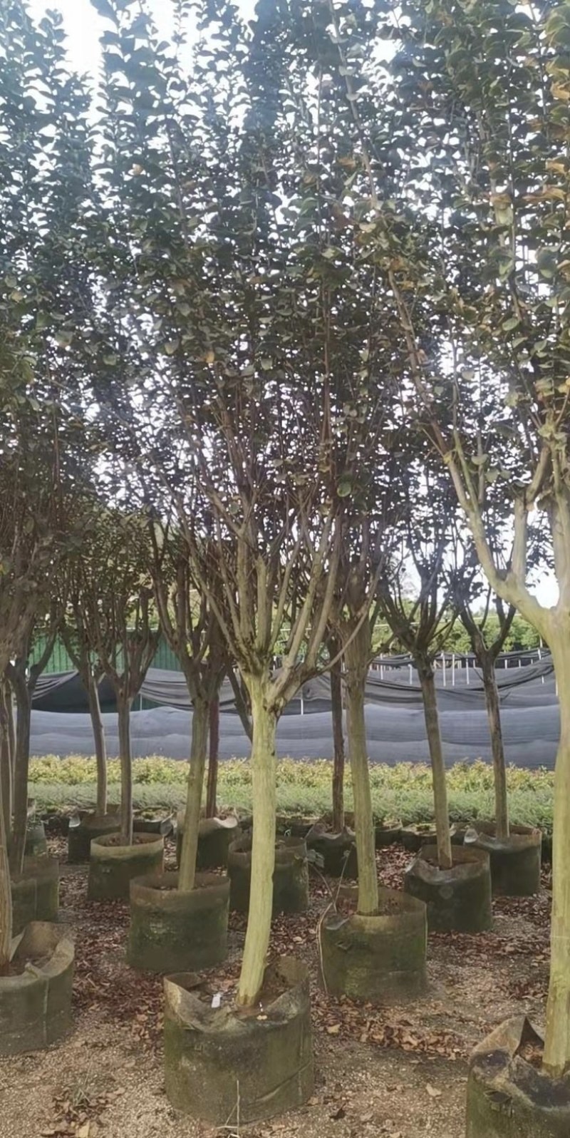 大量出售各种规格的小叶紫薇有须联系我价格优惠