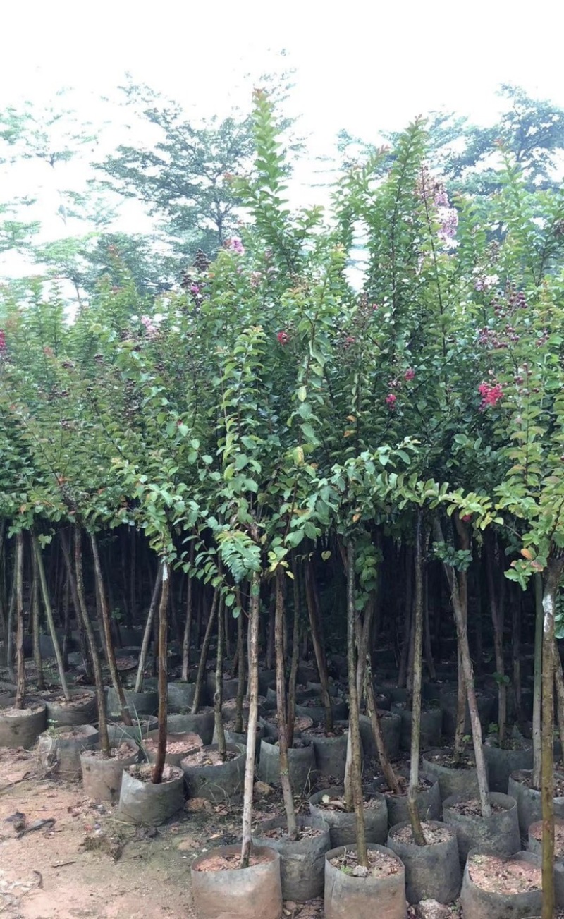大量出售各种规格的小叶紫薇有须联系我价格优惠
