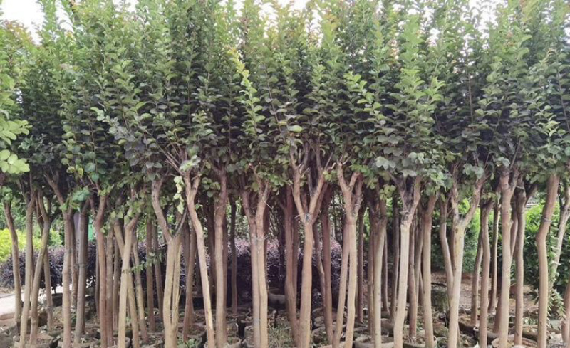 大量出售各种规格的小叶紫薇有须联系我价格优惠