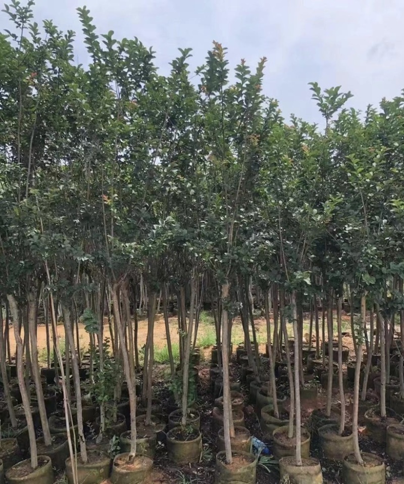 大量出售各种规格的小叶紫薇有须联系我价格优惠