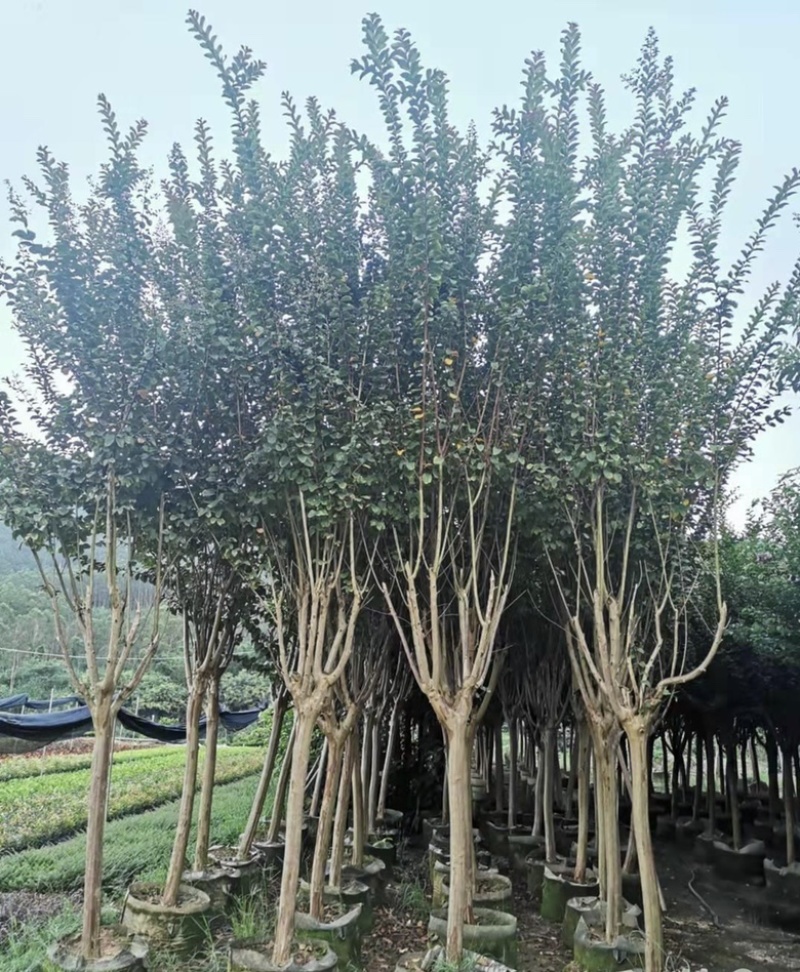 大量出售各种规格的小叶紫薇有须联系我价格优惠