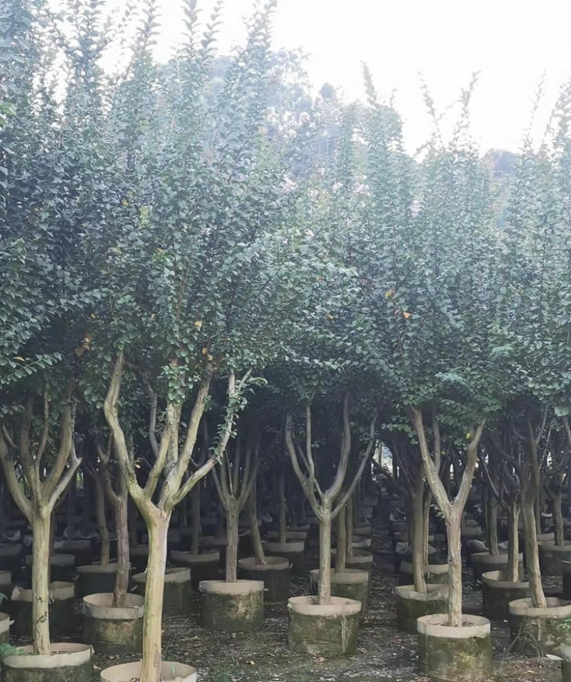 大量出售各种规格的小叶紫薇有须联系我价格优惠
