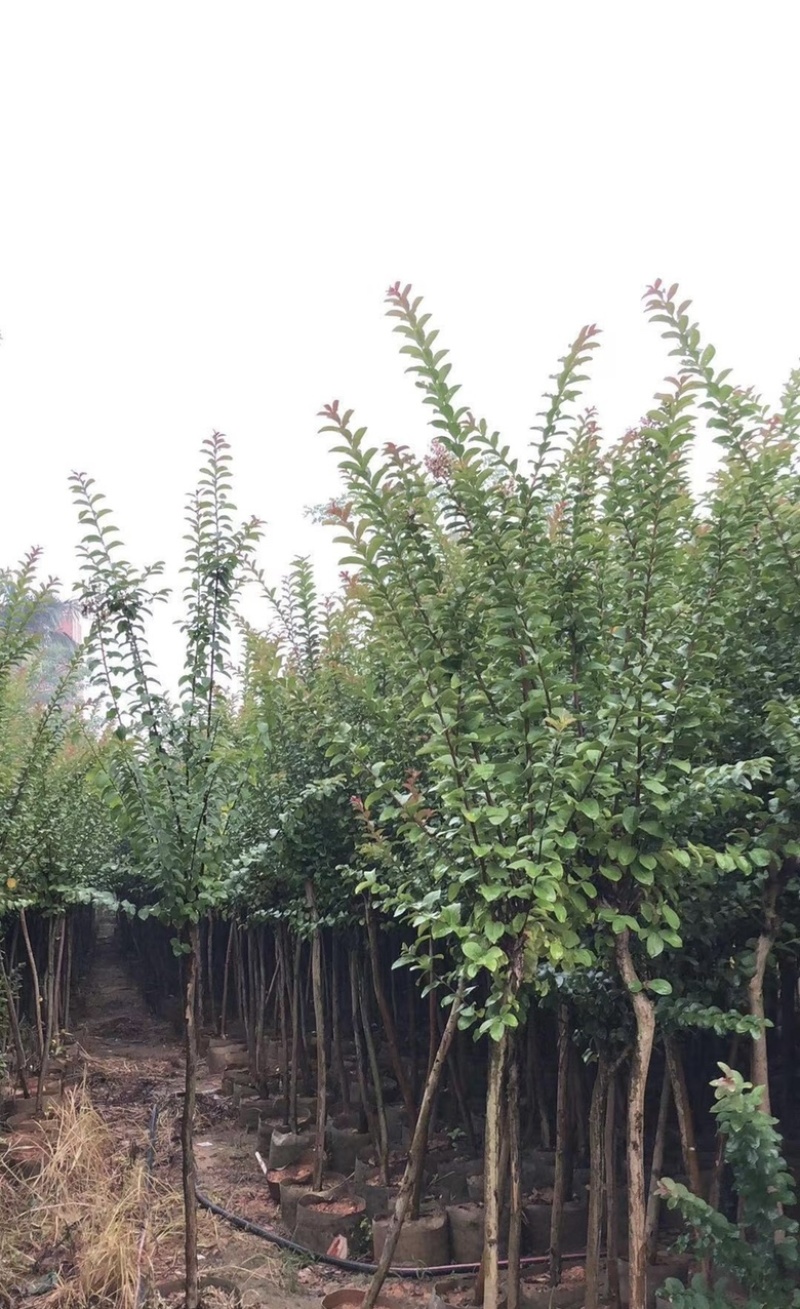 大量出售各种规格的小叶紫薇有须联系我价格优惠