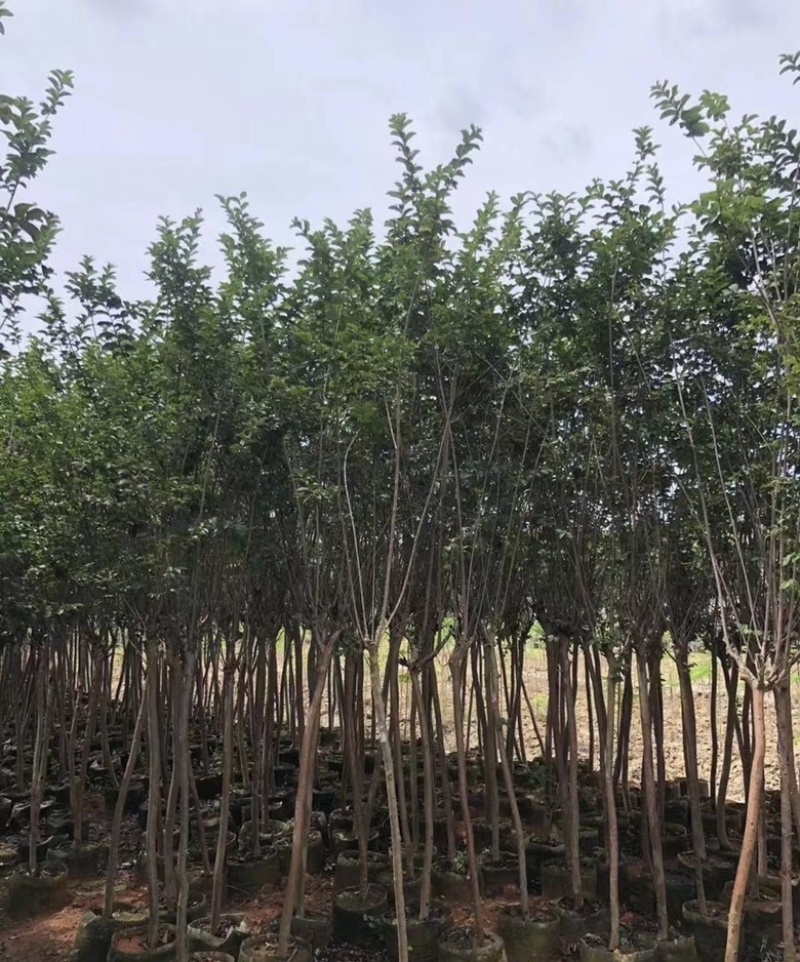 大量出售各种规格的小叶紫薇有须联系我价格优惠