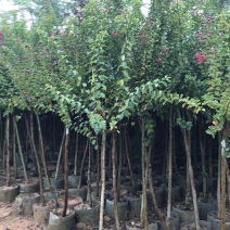 大量出售各种规格的小叶紫薇有须联系我价格优惠