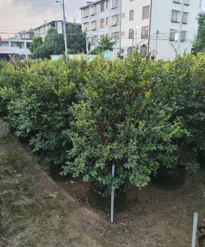 大量出售各种规格的嘉宝果有须联系我价格优惠