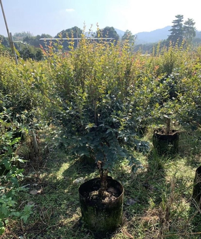 大量出售各种规格的嘉宝果有须联系我价格优惠