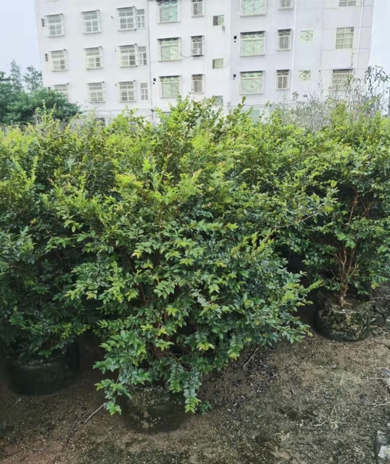 大量出售各种规格的嘉宝果有须联系我价格优惠