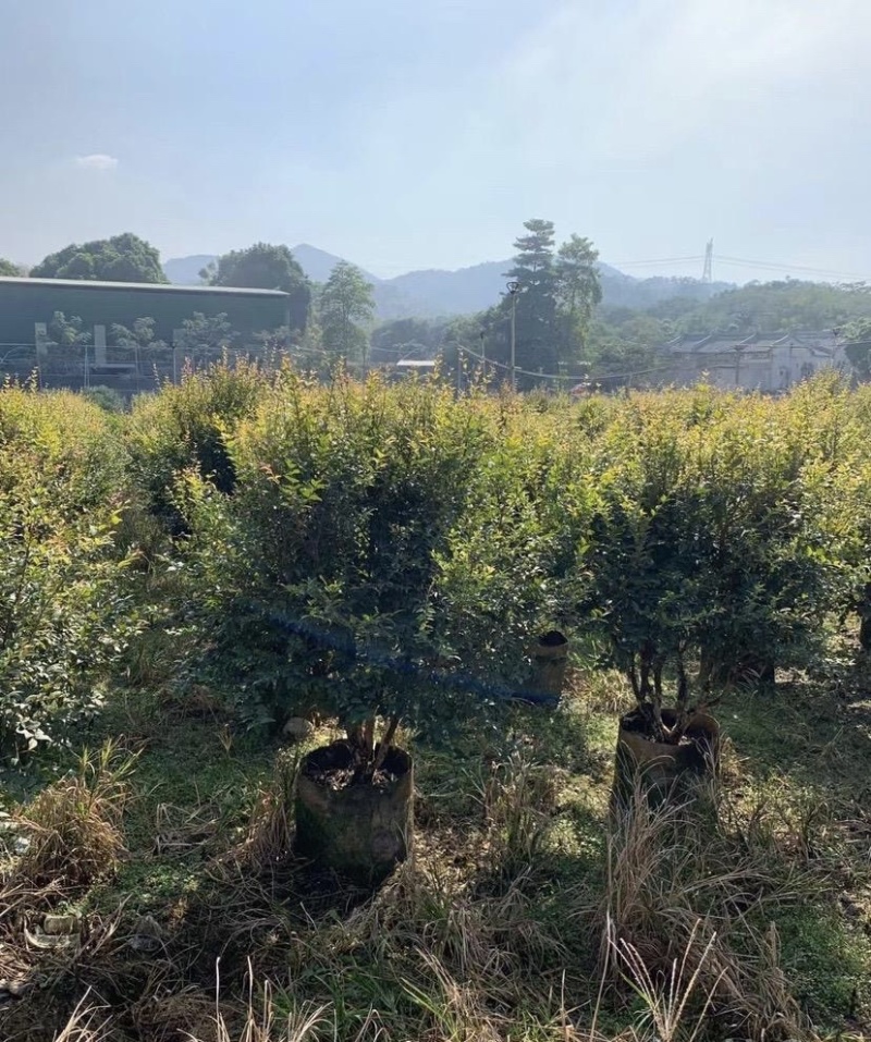 大量出售各种规格的嘉宝果有须联系我价格优惠