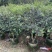 大量出售各种规格的嘉宝果有须联系我价格优惠