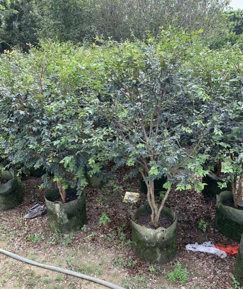 大量出售各种规格的嘉宝果有须联系我价格优惠