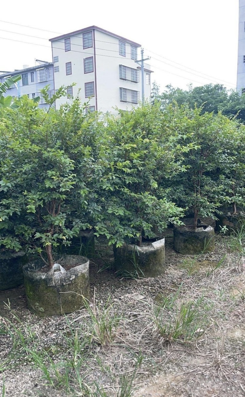大量出售各种规格的嘉宝果有须联系我价格优惠