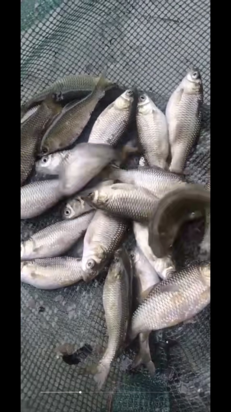 草鱼大片鲩鱼鱼种草鱼苗草混每斤5尾左右常州