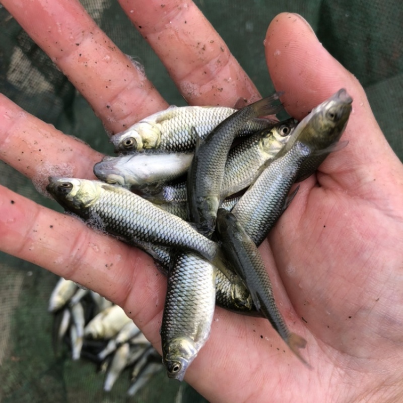 草鱼大片鲩鱼鱼种草鱼苗草混每斤5尾左右常州