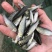 草鱼大片鲩鱼鱼种草鱼苗草混每斤5尾左右常州
