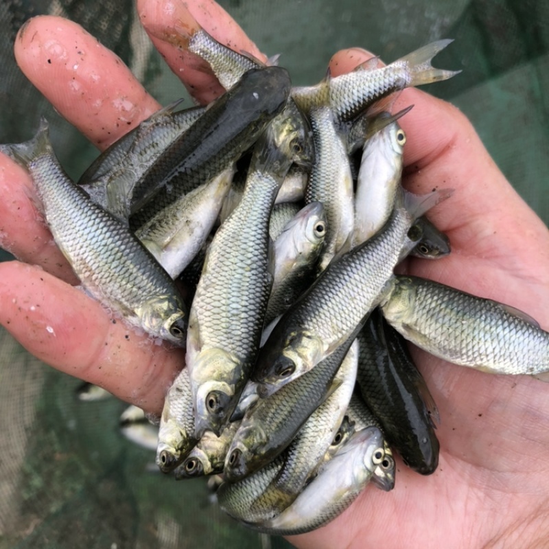 草鱼大片鲩鱼鱼种草鱼苗草混每斤5尾左右常州