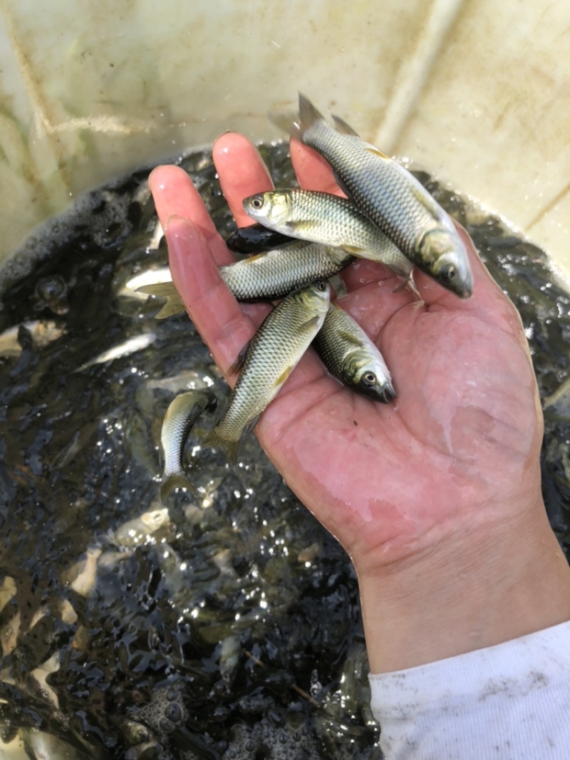 草鱼大片鲩鱼鱼种草鱼苗草混每斤5尾左右常州