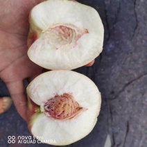 北京早玉毛桃，77_8离核桃子，带尖的离核桃，