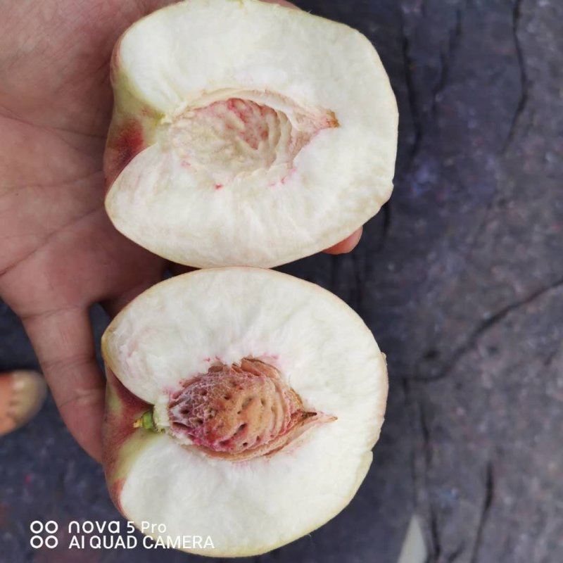 北京早玉毛桃，77_8离核桃子，带尖的离核桃，