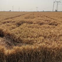 农场自产优质小麦