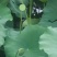 【推荐】白洋淀野生莲蓬荷叶，河北莲蓬，河北荷叶，产地直发