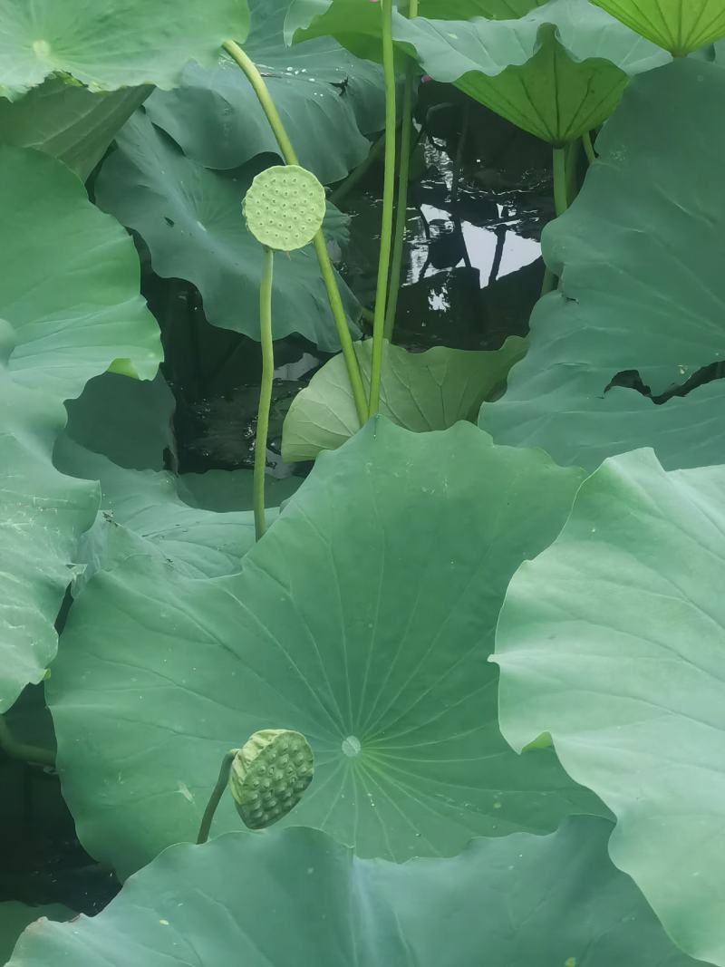 【推荐】白洋淀野生莲蓬荷叶，河北莲蓬，河北荷叶，产地直发