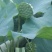【推荐】白洋淀野生莲蓬荷叶，河北莲蓬，河北荷叶，产地直发