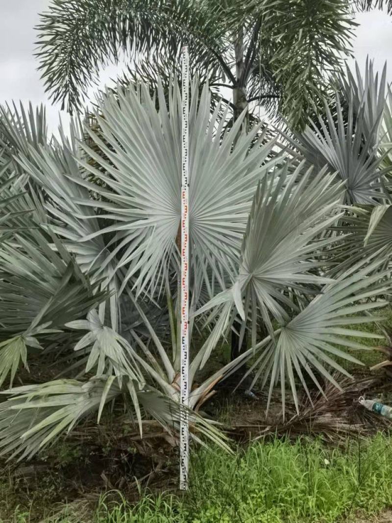 霸王棕