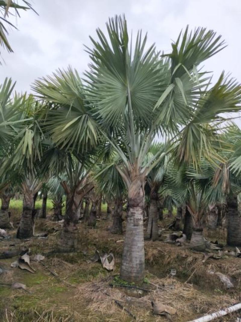 霸王棕