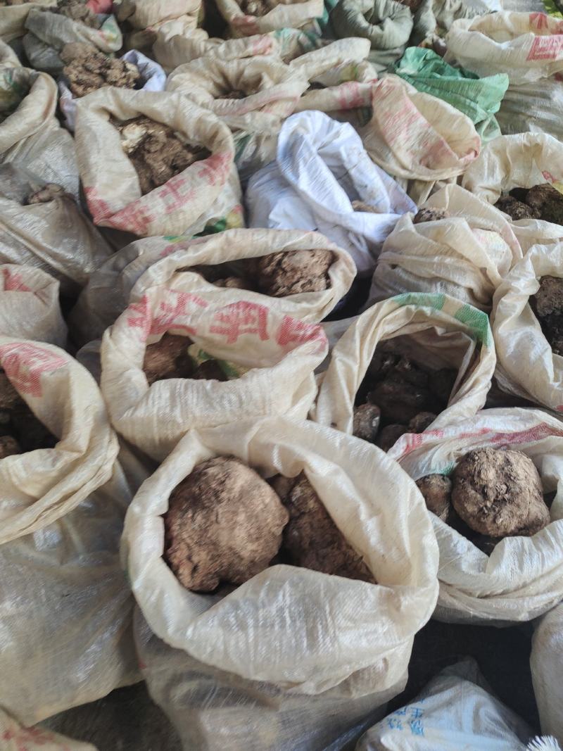 茯苓处理2022年6月中旬挖的现货皮薄个大