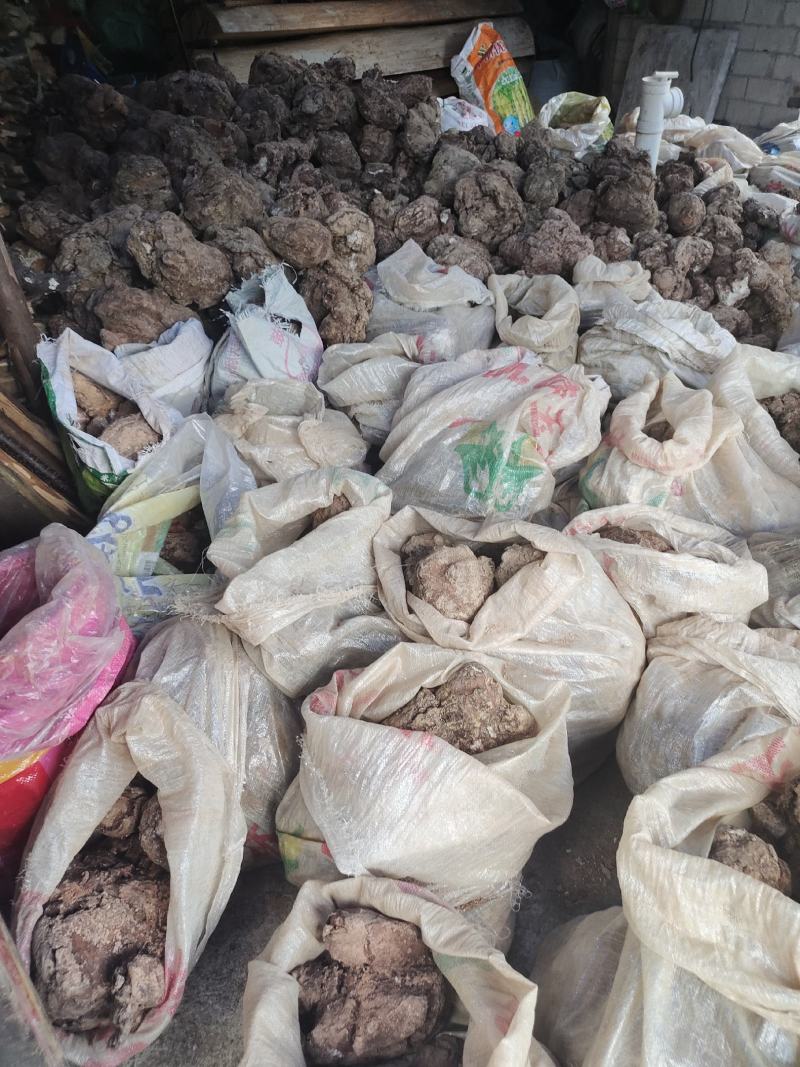 茯苓处理2022年6月中旬挖的现货皮薄个大
