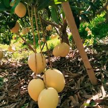 热农熟度已够，黄袋白袋光果任选，欢迎实地考察。