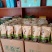 精品绿茶干茶毛尖富硒茶茶叶富硒绿茶产地直供