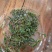 精品绿茶干茶毛尖富硒茶茶叶富硒绿茶产地直供