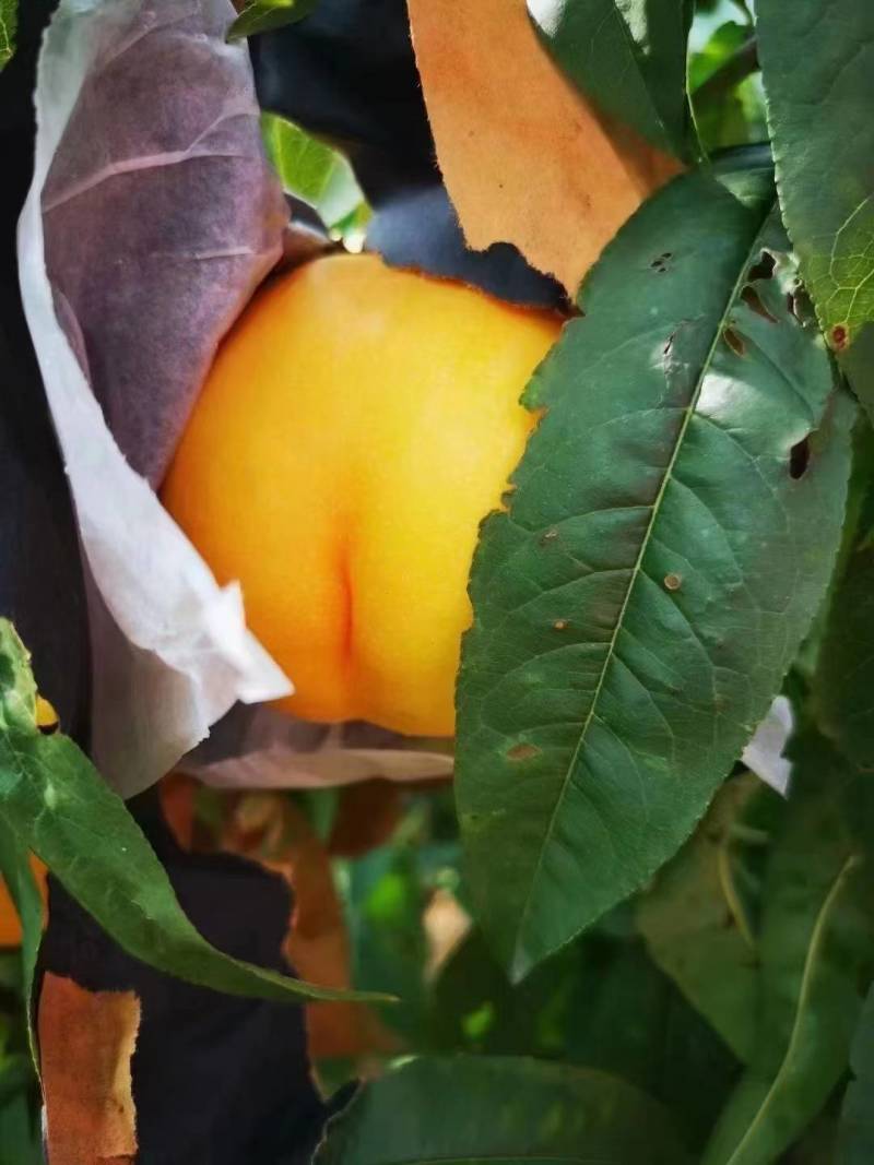 黄油桃辽宁绥中高山黄油桃甜脆可口，咬一口爆汁，欢迎各位老