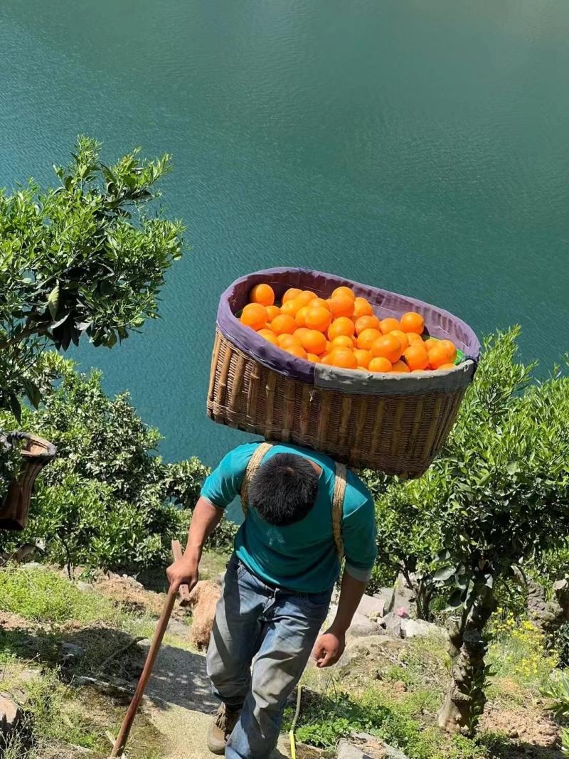 [荐]夏橙湖北橙子产地柑橘柑桔产地直供欢迎来电