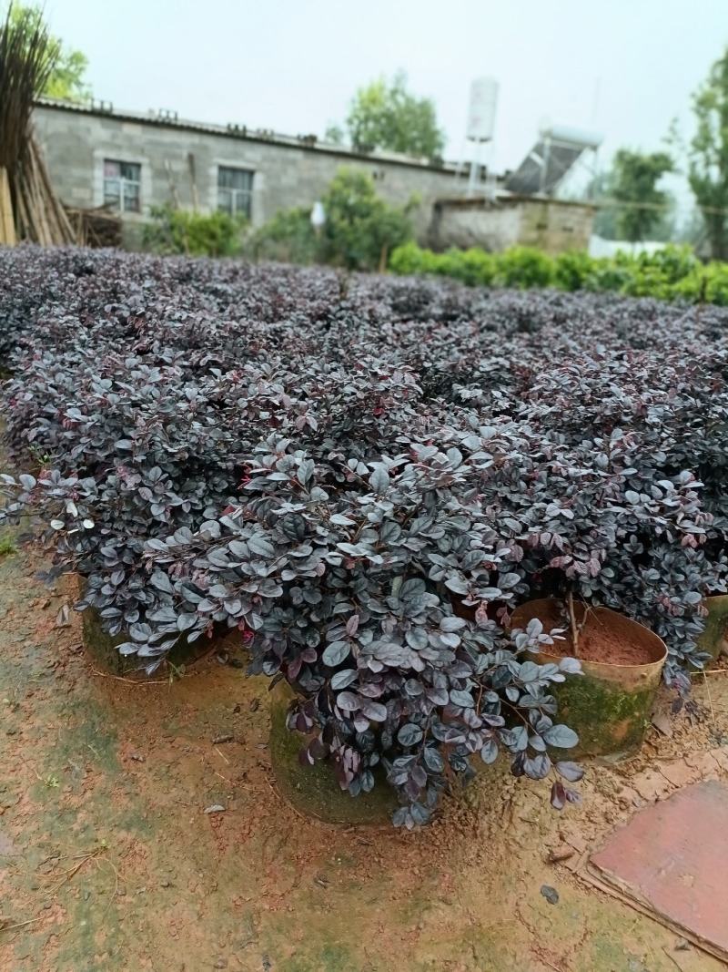 宜良县天成林苗圃大量提供红花继木小毛球，质量杆杆的