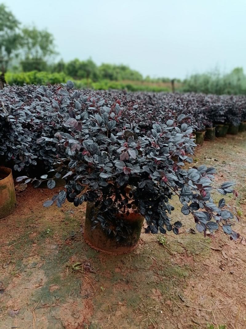 宜良县天成林苗圃大量提供红花继木小毛球，质量杆杆的