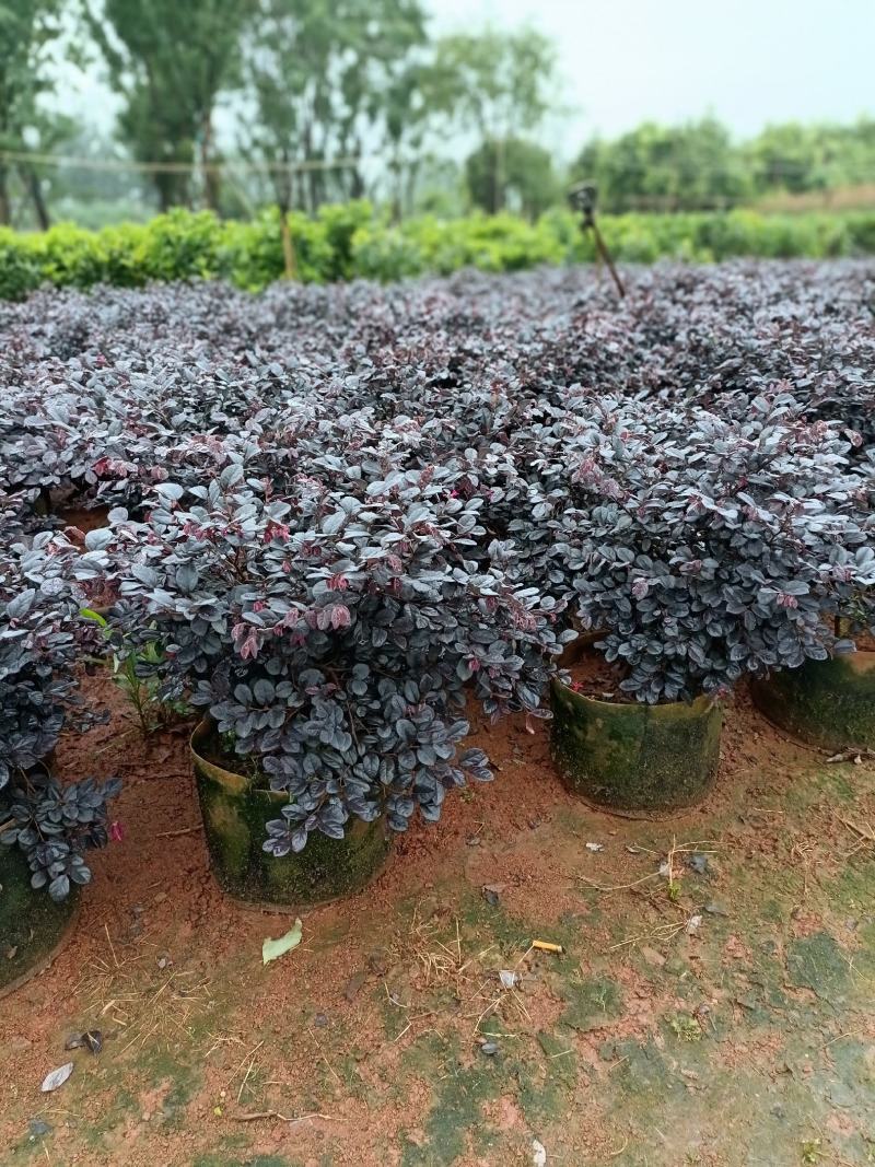 宜良县天成林苗圃大量提供红花继木小毛球，质量杆杆的
